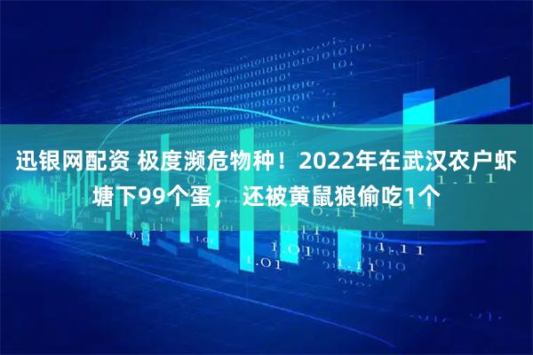 迅银网配资 极度濒危物种！2022年在武汉农户虾塘下99个蛋， 还被黄鼠狼偷吃1个